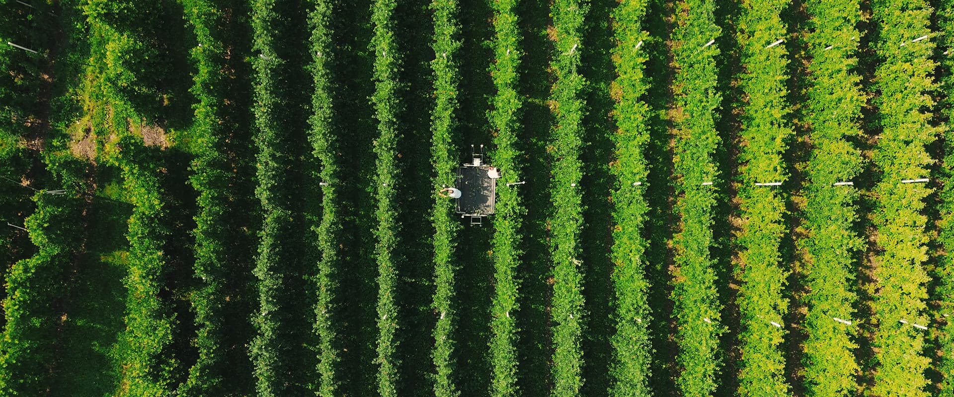 Liderando la Nutrición Vegetal a nivel mundial