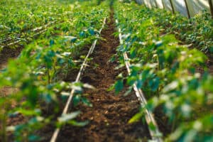 Tomate_Fertirriego_190634972