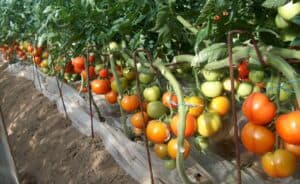 tomatoonthevine2HPIM0838