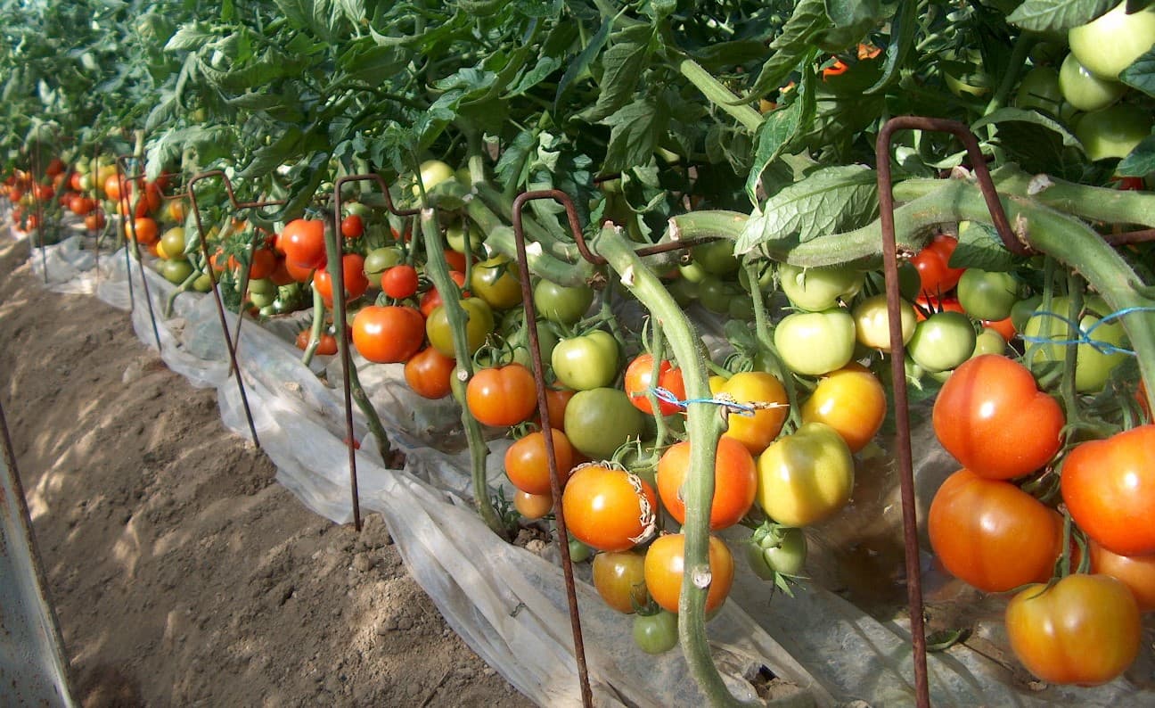 tomatoonthevine2HPIM0838