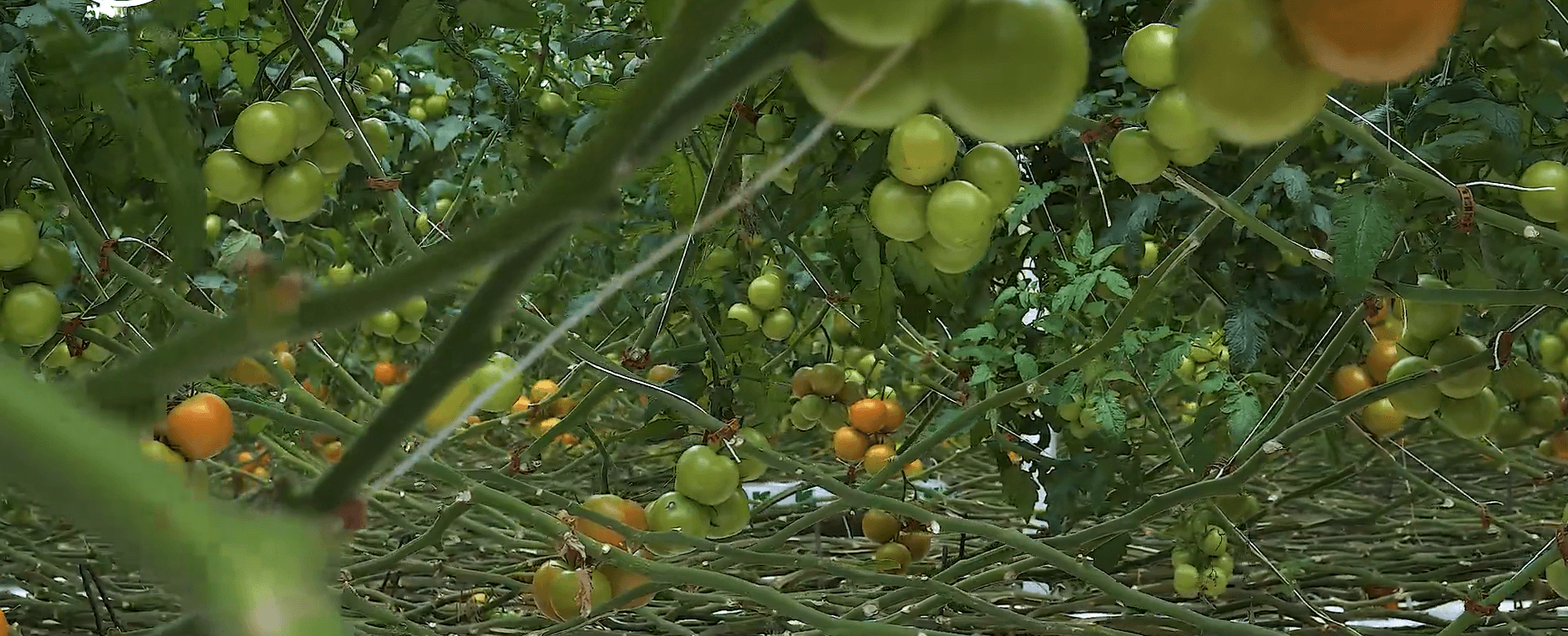 Captura de pantalla 2025-08-01 134327