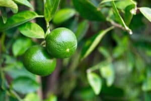 limón_ lemon_235692499