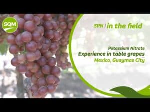 table-grapes-mx