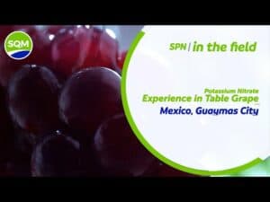 table-grapes-mx-guayas
