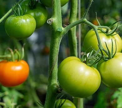 Mezclas-por-Cultivo-Desktop