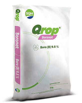 Qrop-Boronat-COL-3D-25kg