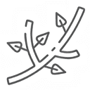 Aumento en el desarrollo del follaje y ramificación