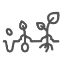 Favorece un desarrollo óptimo en todas las fases del cultivo