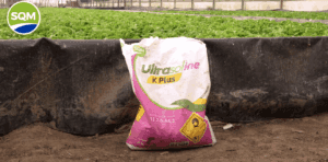 Captura de pantalla 2025-07-15 173535