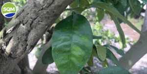 Captura de pantalla 2025-08-01 113021