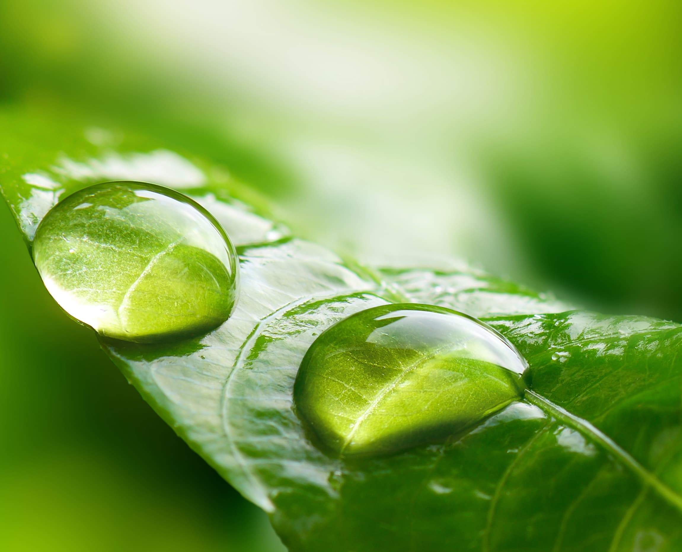 Macro,Large,Raindrops,On,A,Leaf,In,Tropical,Forest.