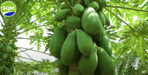 Captura de pantalla 2025-07-17 164630